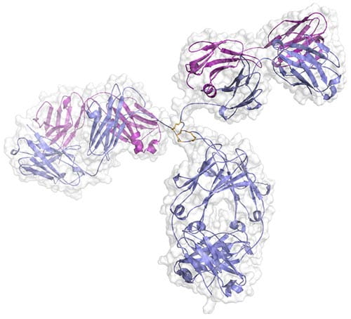 Crystal structure of a human IgG1 antibody. We are collaborating with Fred Finkelman and Rick Strait to study the differential role of antibody subtypes on autoimmune disease. Our groups recently showed that mouse IgG1 (analogous to human IgG4) plays a protective role in a mouse model of cryoglobulinemia (Strait, Nature 2015).